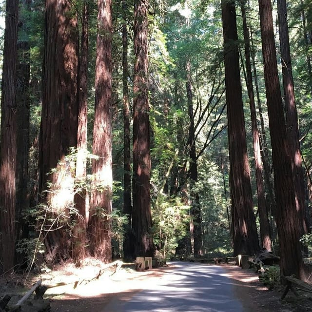 Muir Woods: Half-Day Trip from San Fransisco - Photo 1 of 6